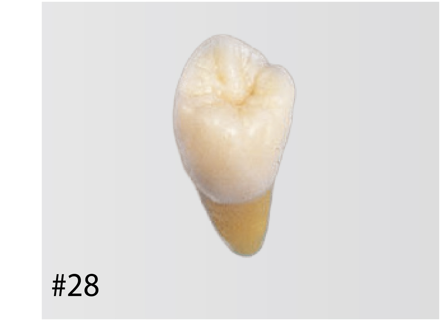 Anatomical Tooth Model [B3-305]