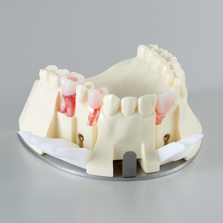 Endodontic Training Jaw Model [CON7002-UL-HD-HM]