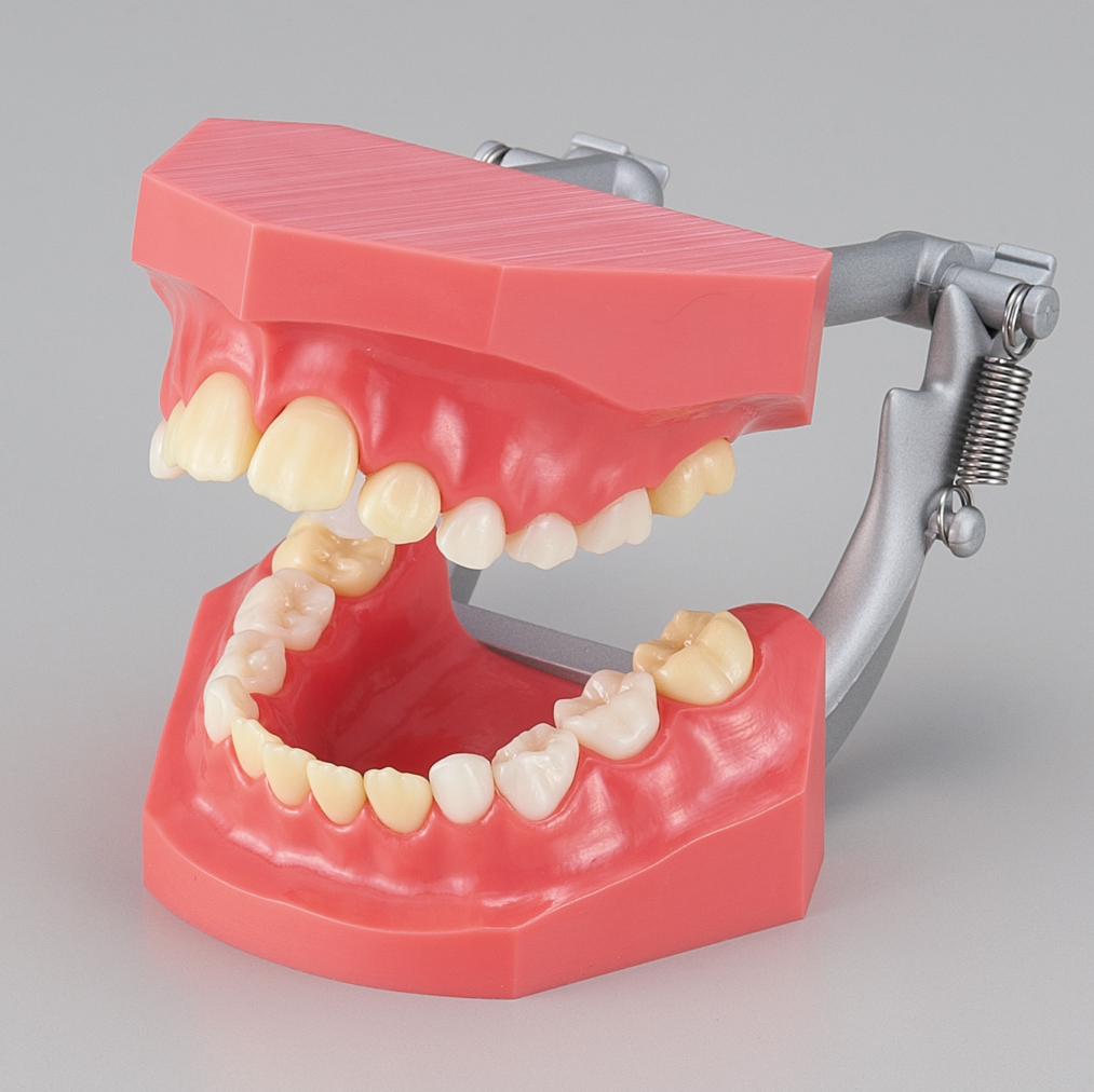 Developmental Study Model [PE-PDI007]