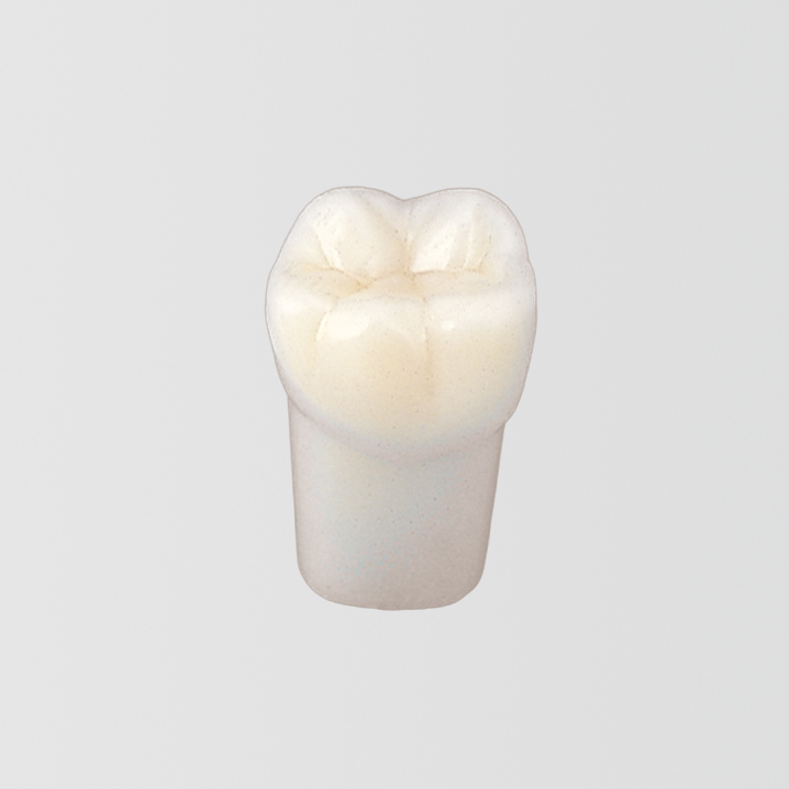 Modelo de Diente con Raíz Simple (Dentición Permanente) [A5AN-500]
