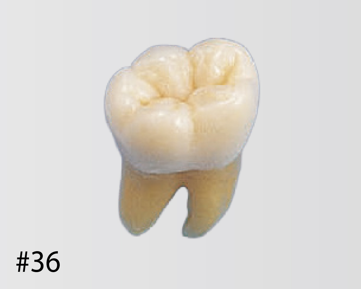 Modelo de Diente Anatómico [B3-305]