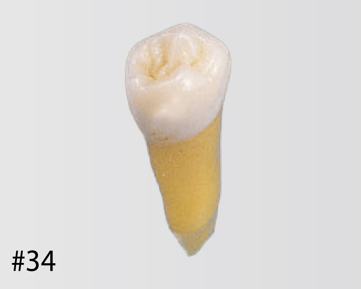 Modelo de Diente Anatómico [B3-305]