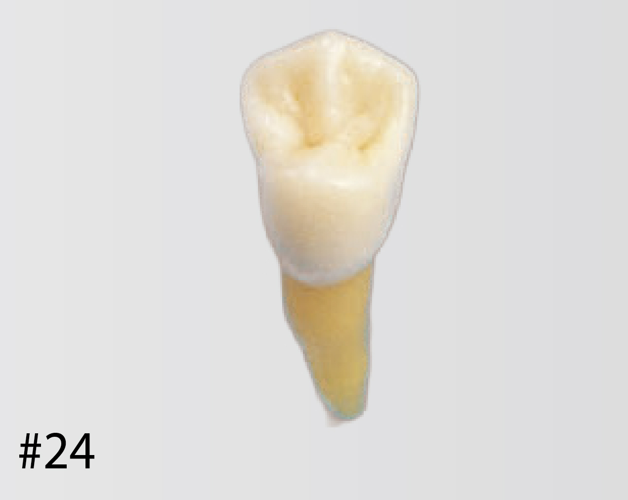 Modelo de Diente Anatómico [B3-305]