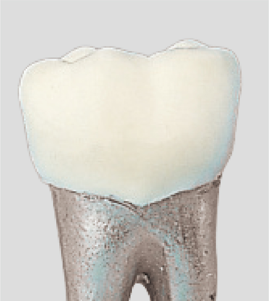 Modelo de Diente para Tipodonto [B9-500]