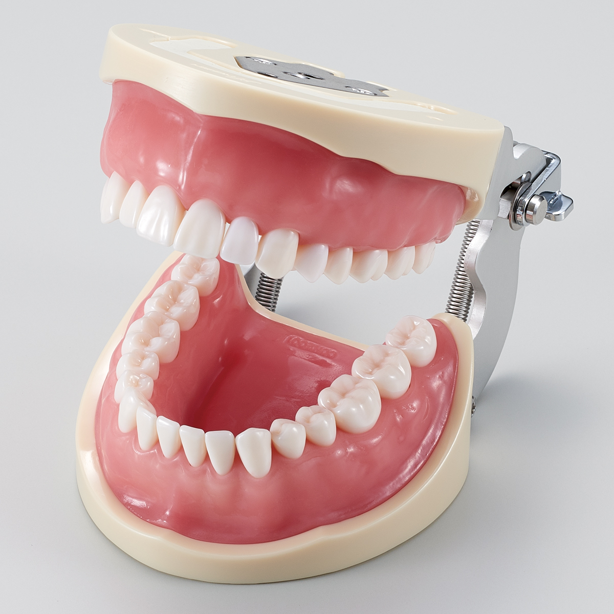 Modelo de Maxilar para Operatoria (32 dientes) [CON2001-UL-SP-FEM-32]