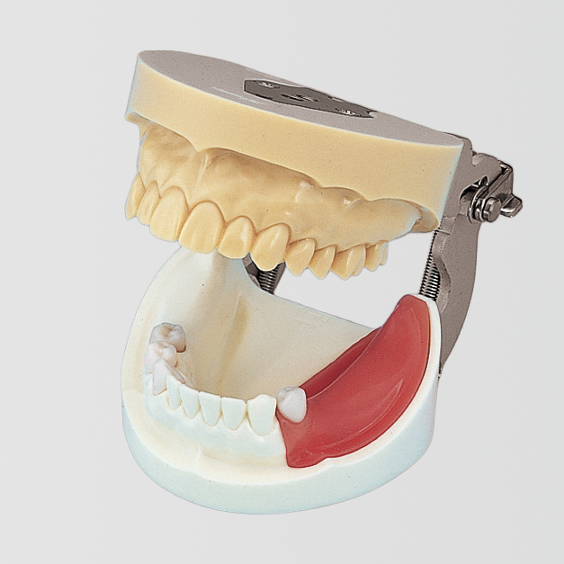 Modelo para Práctica de Implantes [IMP1001-UL-SP-FEM]