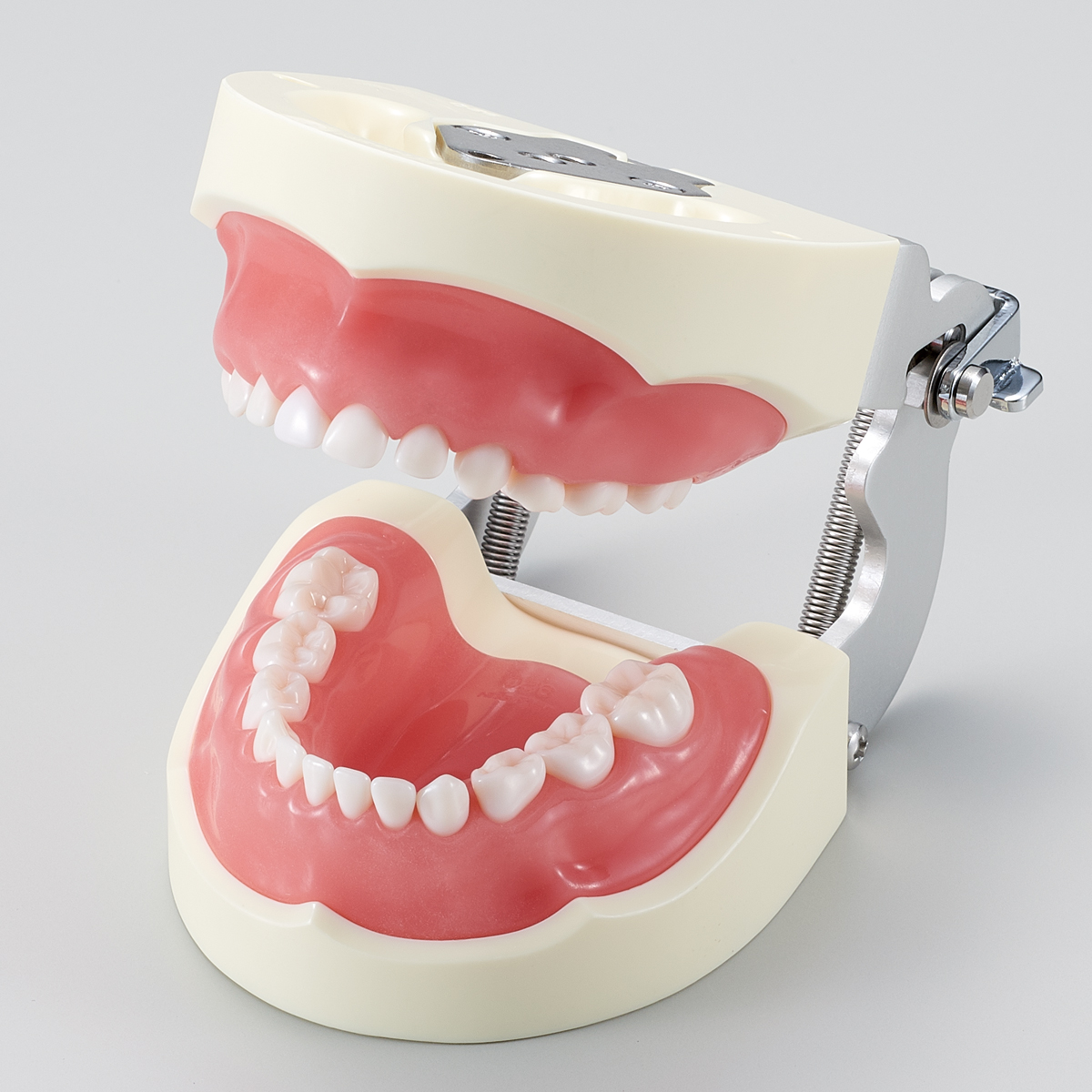 Modelo de Maxilar con Encía Blanda (Dentición Mixta) [PDI2001-UL-SP-FEM]