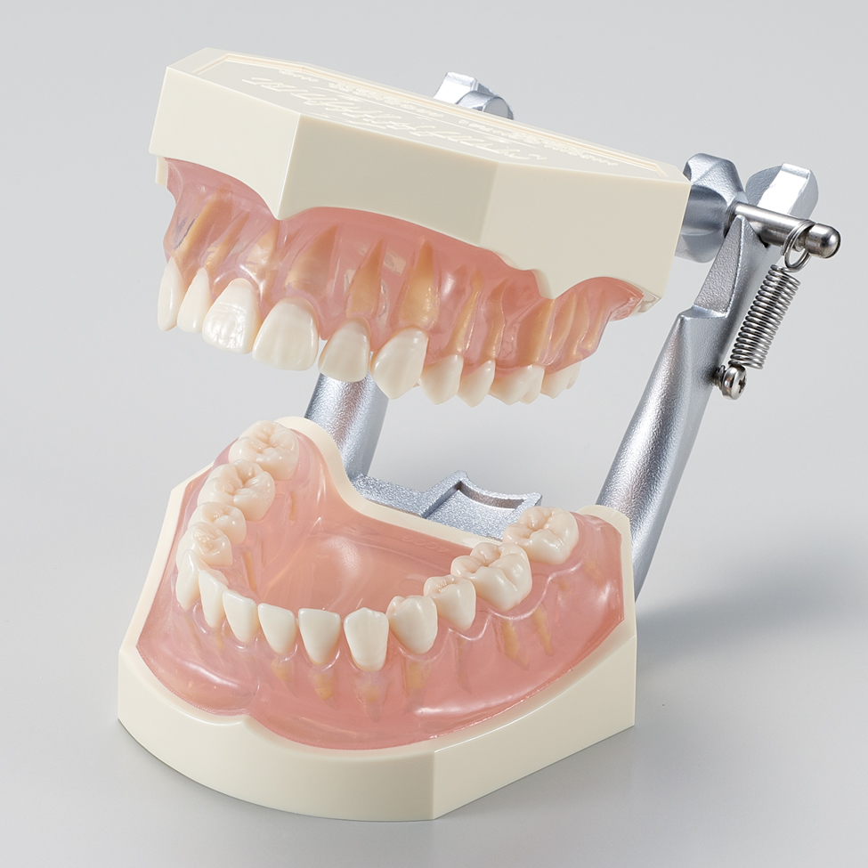 Modelo para Estudio con Dientes Retirables [PE-ANA001] (Encía de Silicona Rosa Transparente)