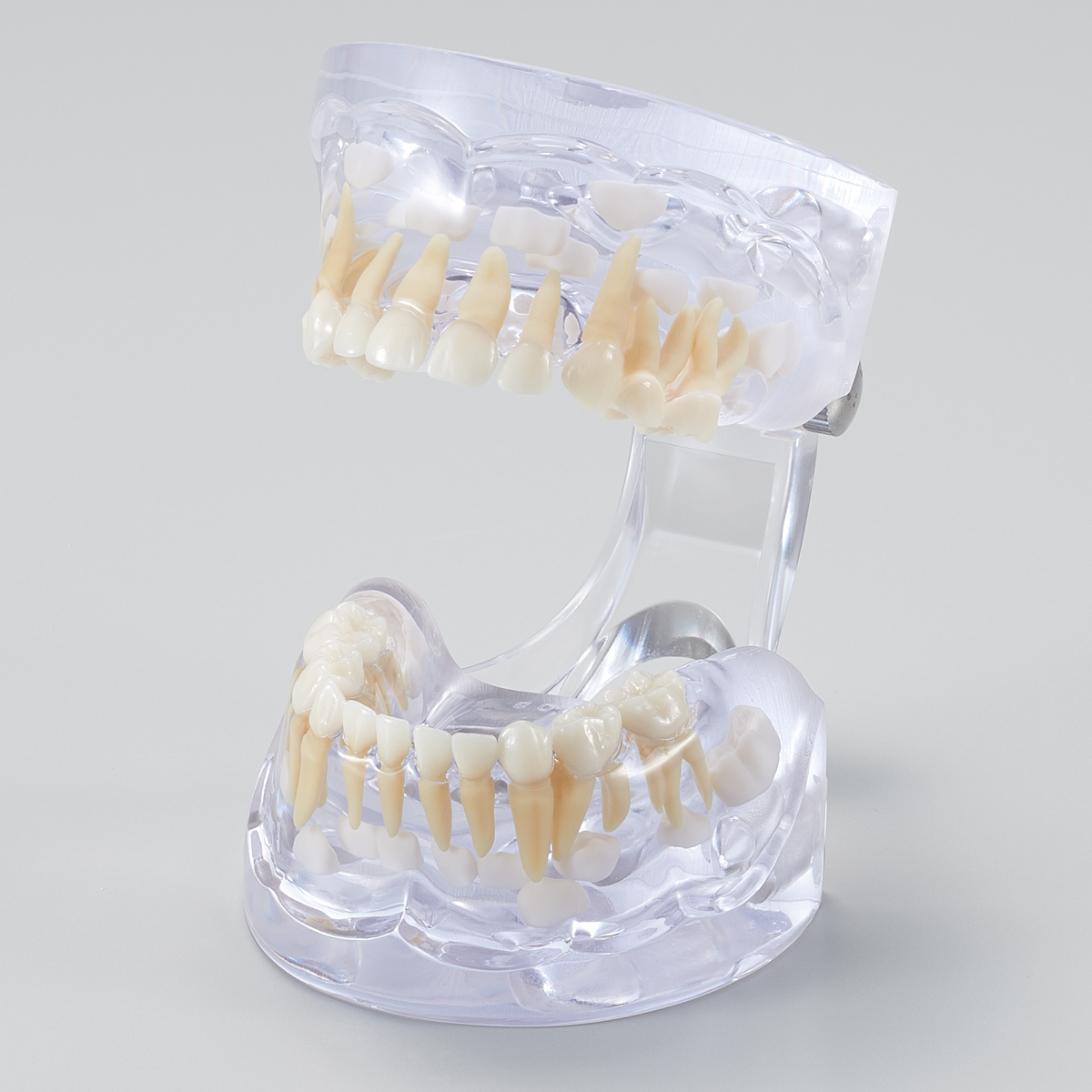 Modelo para Estudio del Desarrollo Dental [PE-PDI001] (Año 3)