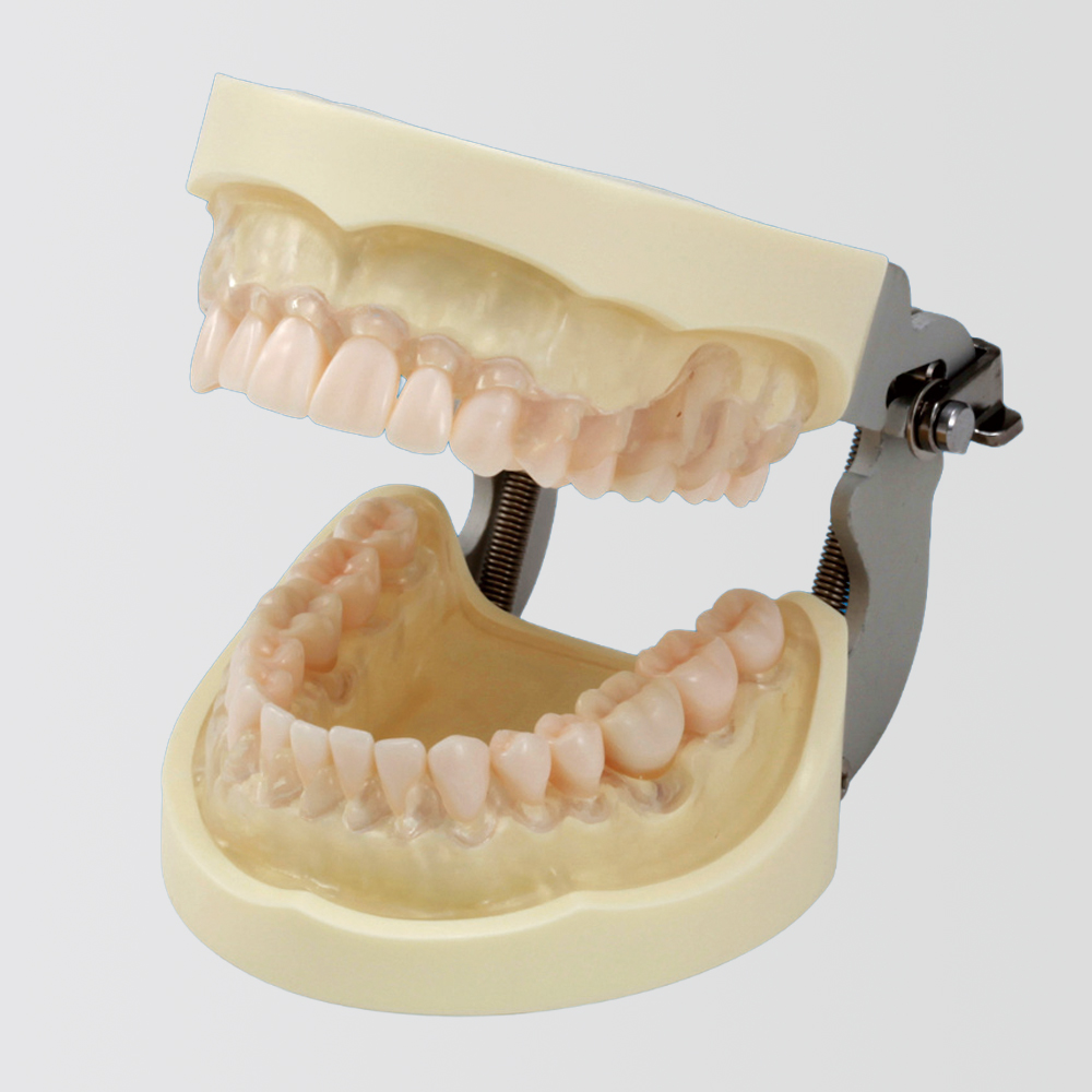Modelo de Maxilar SRP [PER2001-UL-SC-FEM-32]