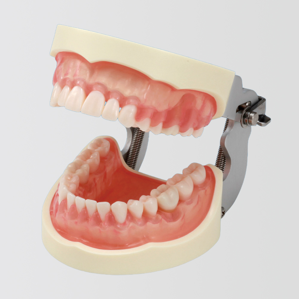 Modelo de Maxilar SRP [PER2001-UL-SCP-FEM-32]