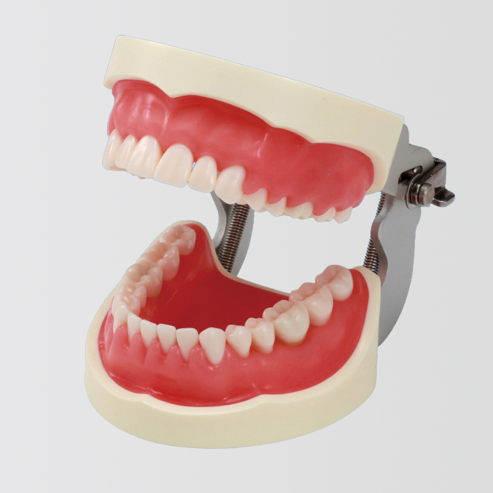 Modelo de Maxilar SRP [PER2001-UL-SP-FEM-32]