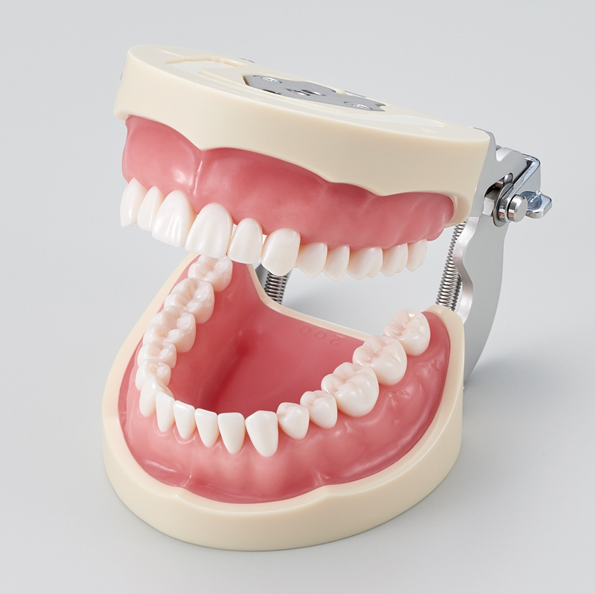 Modelo de Maxilar de Restauración Prostética (32 dientes) [PRO2001-UL-SP-FEM-32]