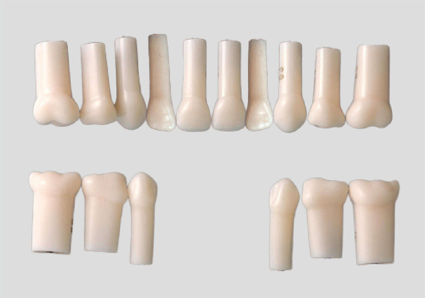 Modelo de Diente con Raíz Simple (Dentición Primaria) [A4AN-900]