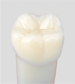 Modelo de Diente con Raíz Simple (Dentición Permanente) [A5AN-200]