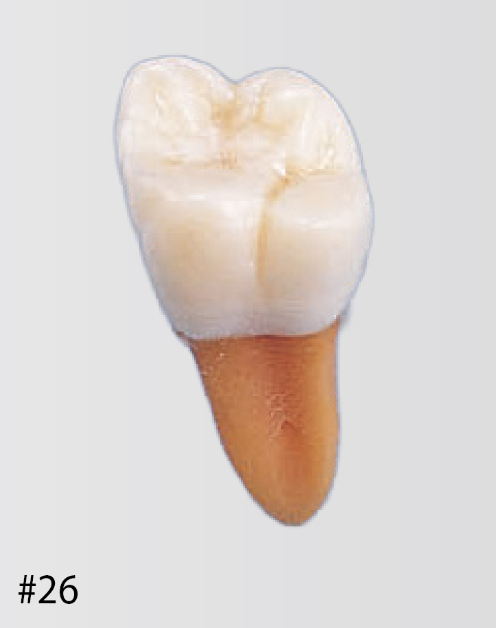 Modelo de Diente Anatómico [B2-306]