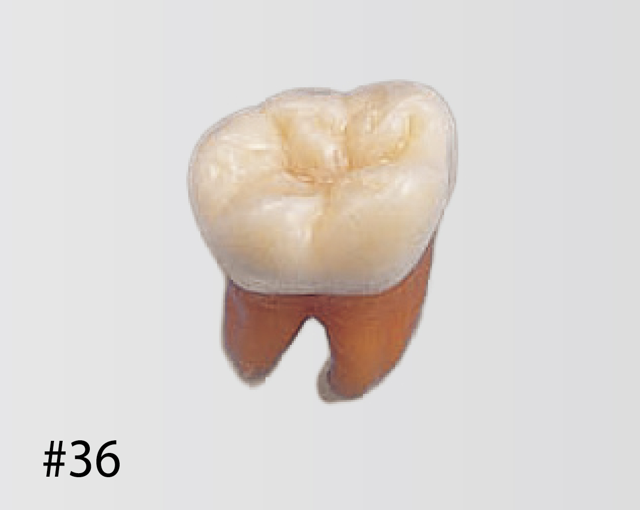 Modelo de Diente Anatómico [B2-306]