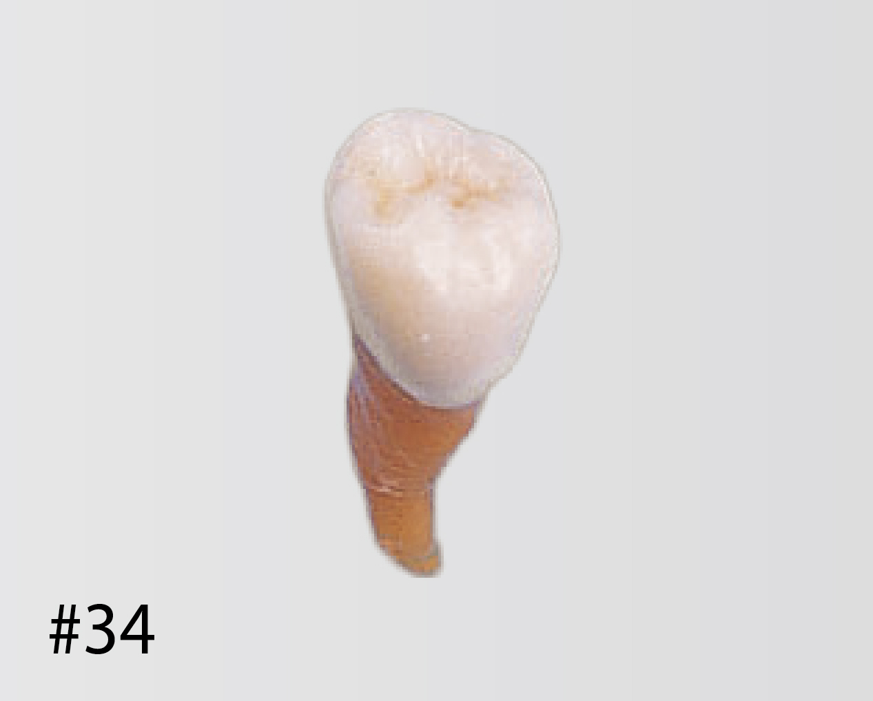 Modelo de Diente Anatómico [B2-306]