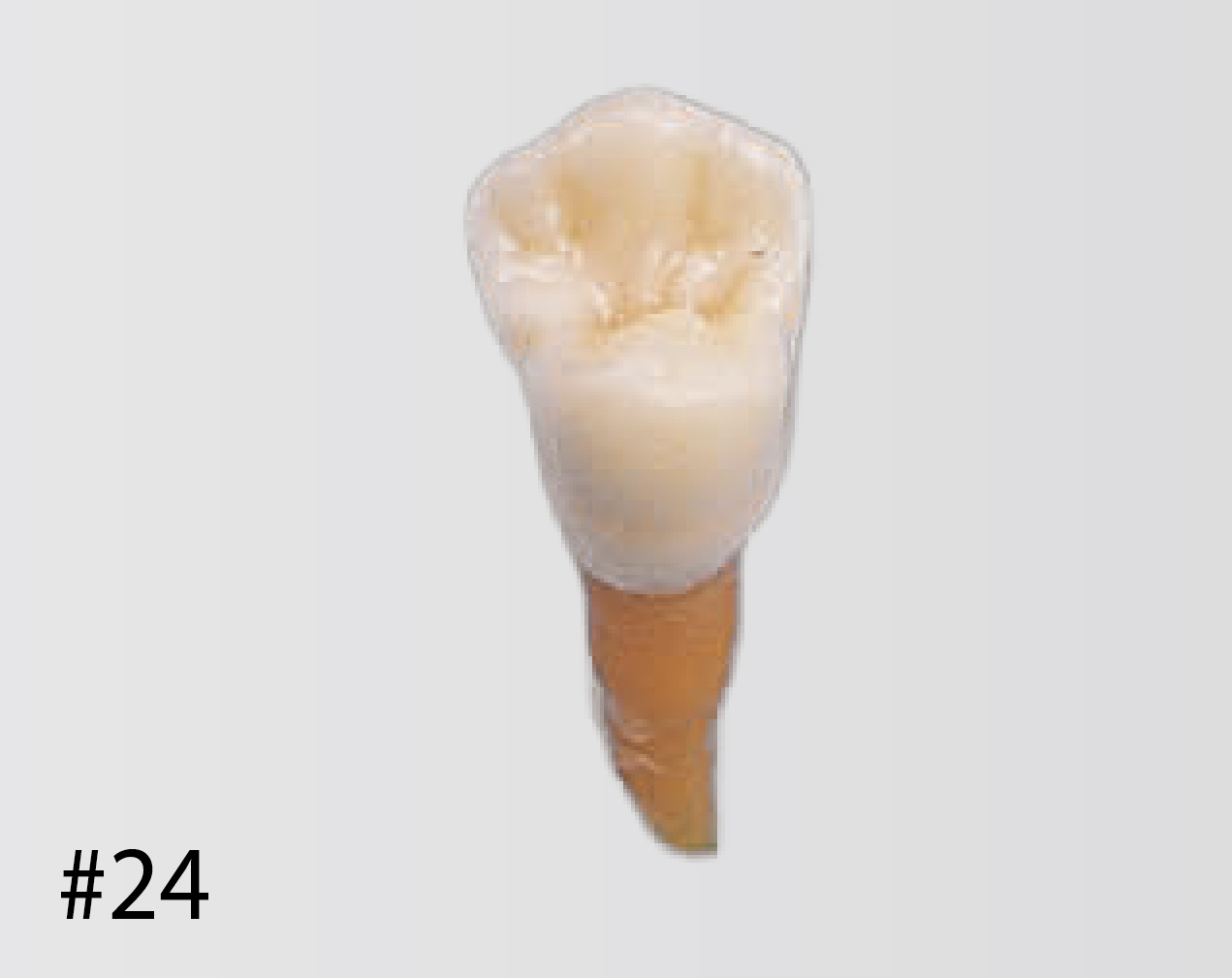Modelo de Diente Anatómico [B2-306]