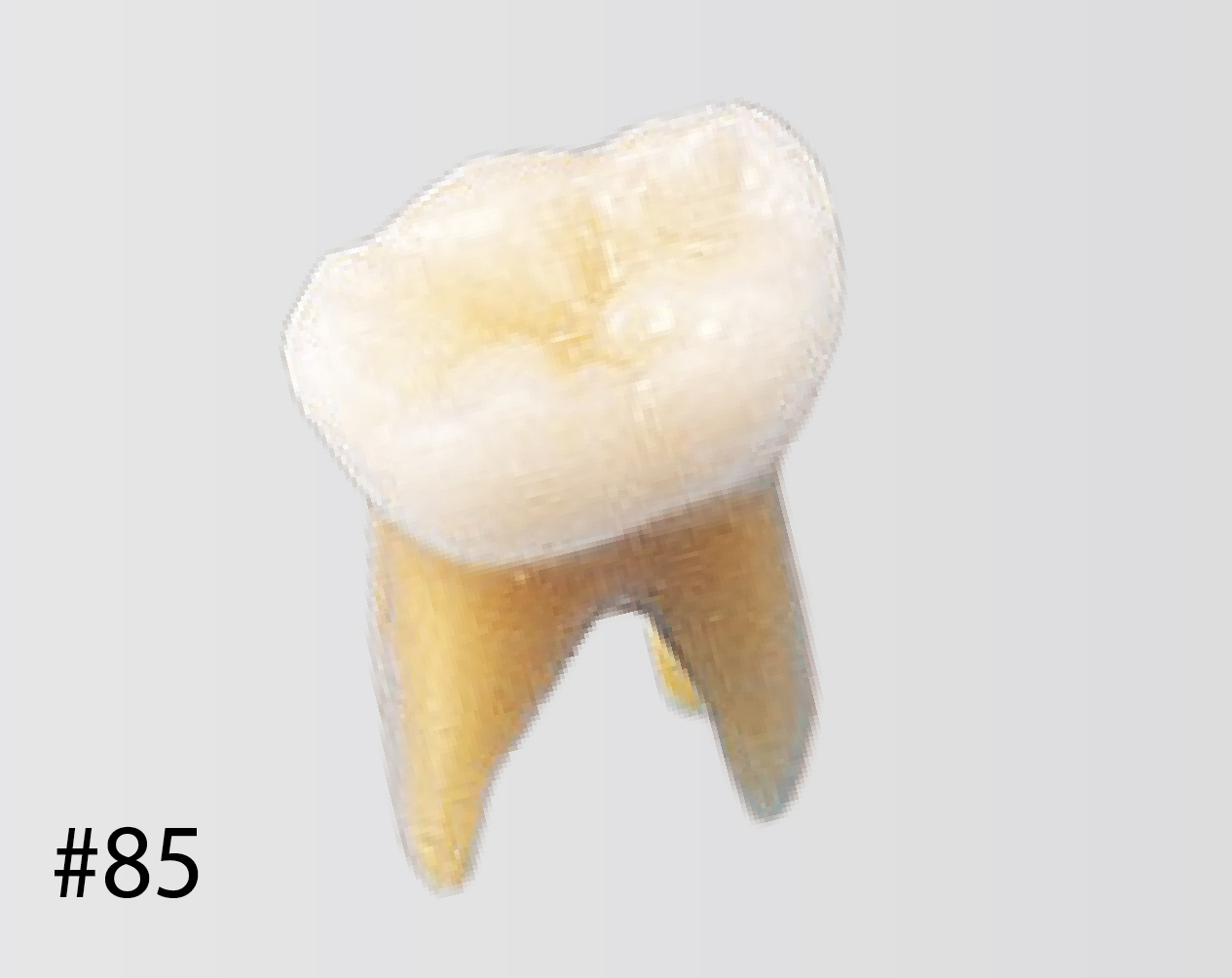 Modelo de Diente Anatómico [B4-309B]