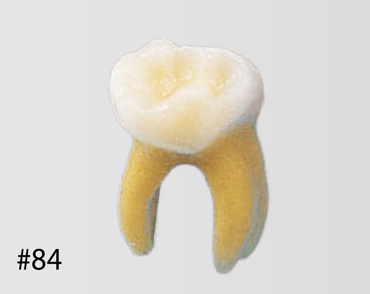 Modelo de Diente Anatómico [B4-309B]