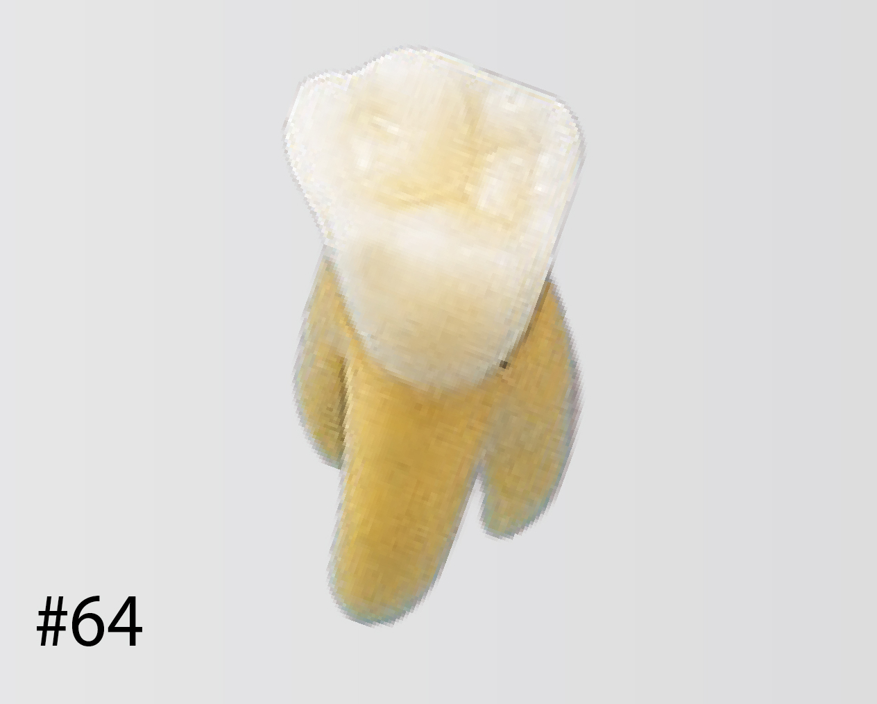 Modelo de Diente Anatómico [B4-309B]