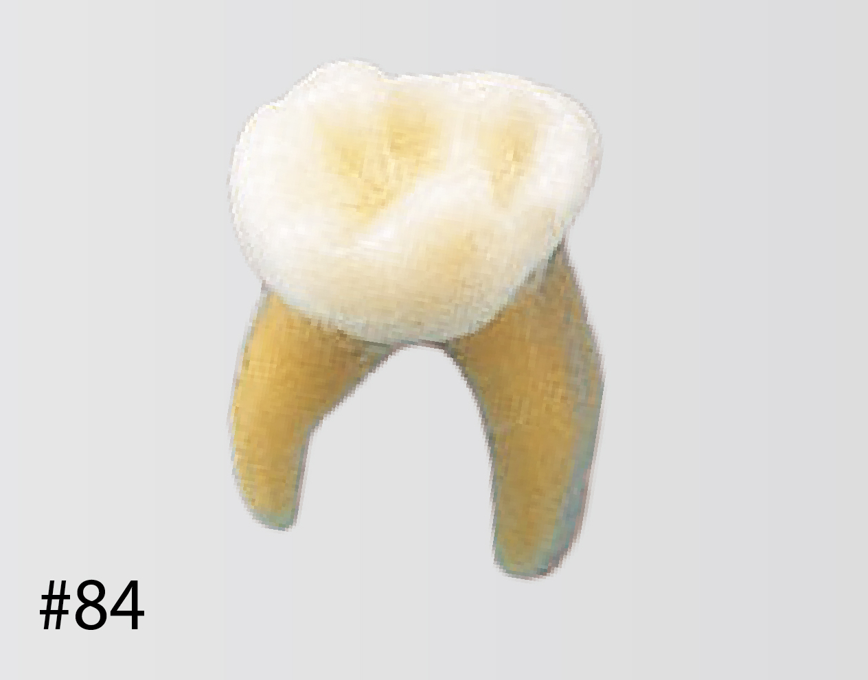 Modelo de Diente Anatómico [B4-309]