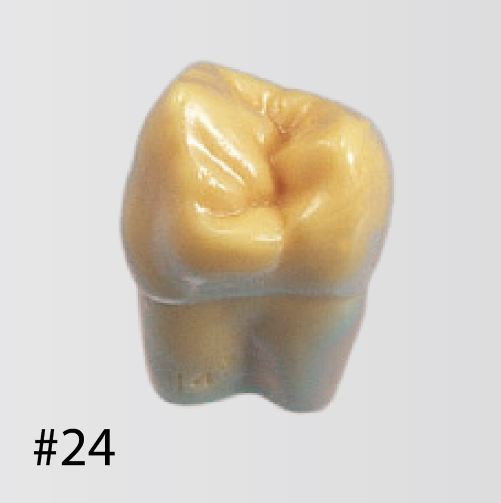 Modelo de Diente de Tamaño 2X [C12-AT.1A]