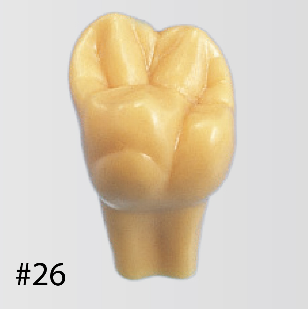 Modelo de Diente de Tamaño 2X [C12-AT.1A]