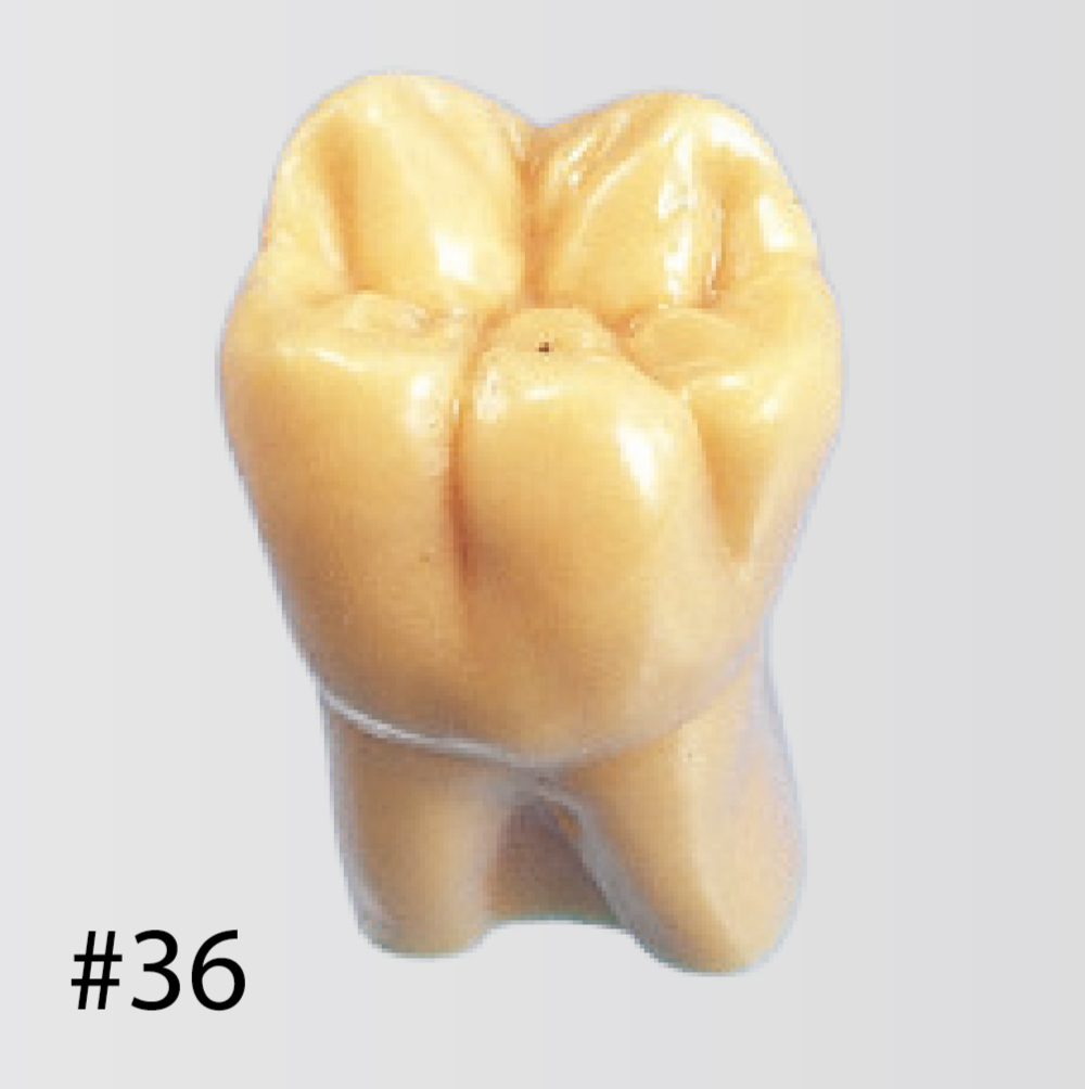 Modelo de Diente de Tamaño 2X [C12-AT.1A]