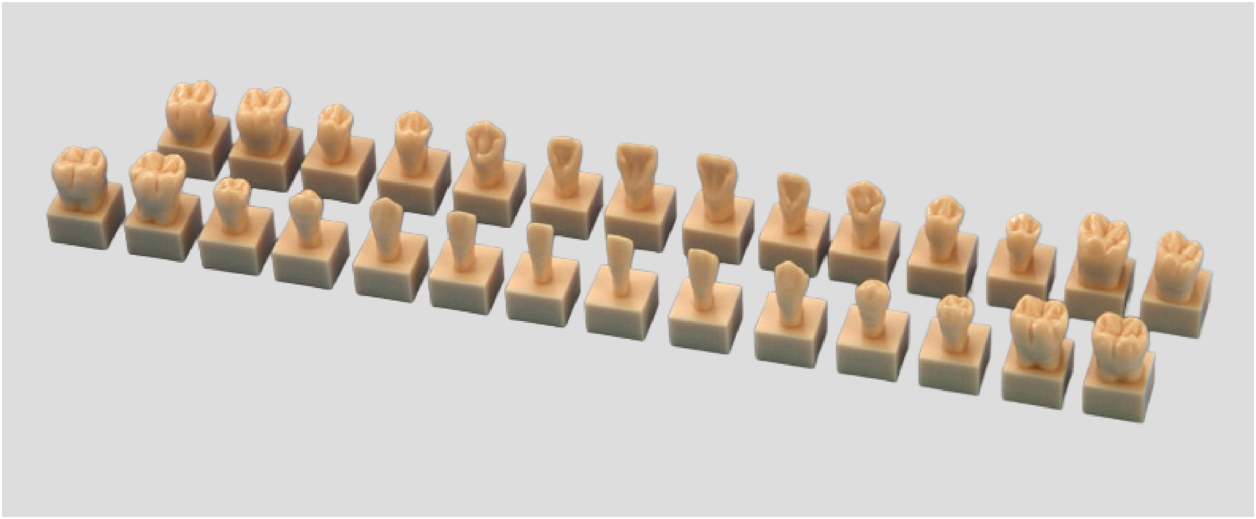 Modelo de Diente con Base Tamaño 1.2X [C13-AT.31]