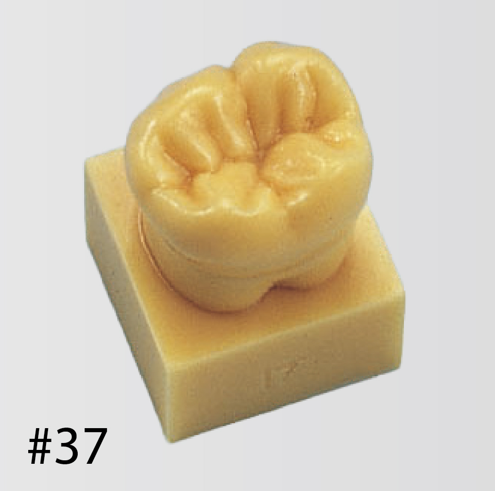 Modelo de Diente con Base Tamaño 1.2X [C13-AT.31]