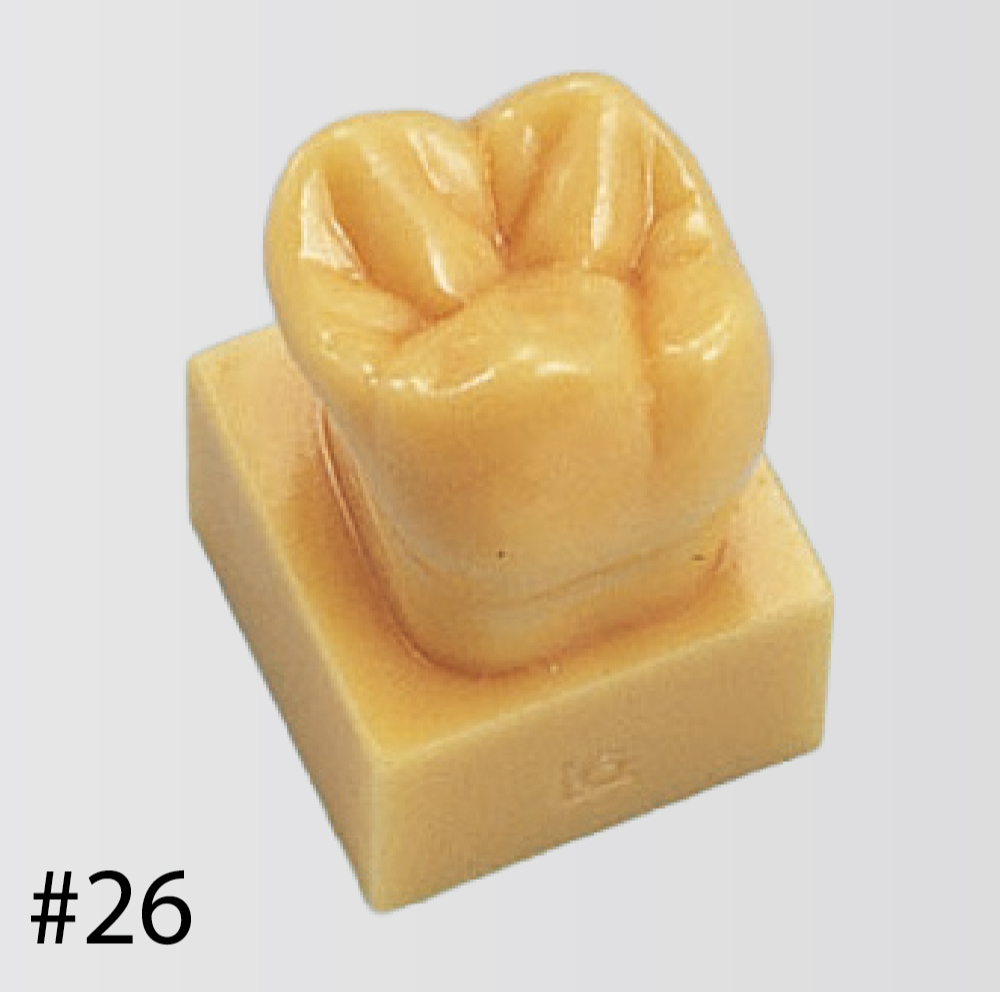 Modelo de Diente con Base Tamaño 1.2X [C13-AT.31]