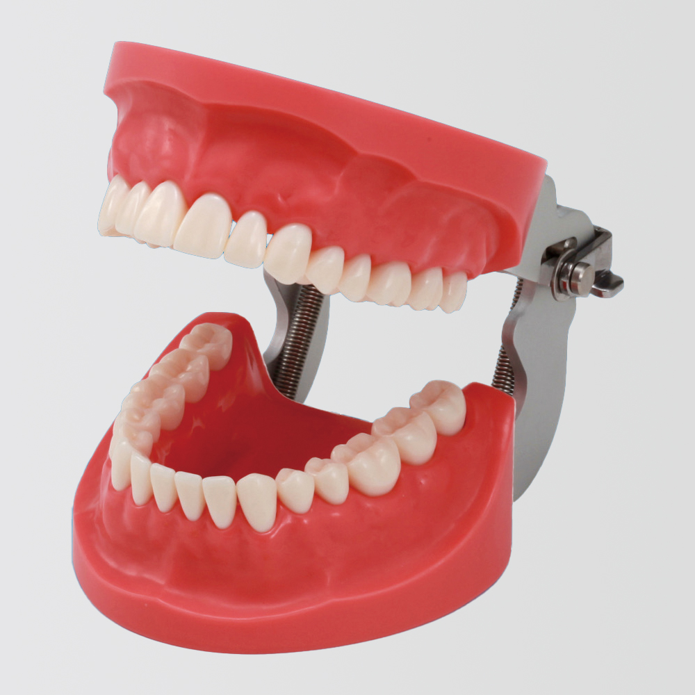 Modelo de Maxilar de Restauración Prostética (32 dientes) [CON2001-UL-HD-FEM-32]