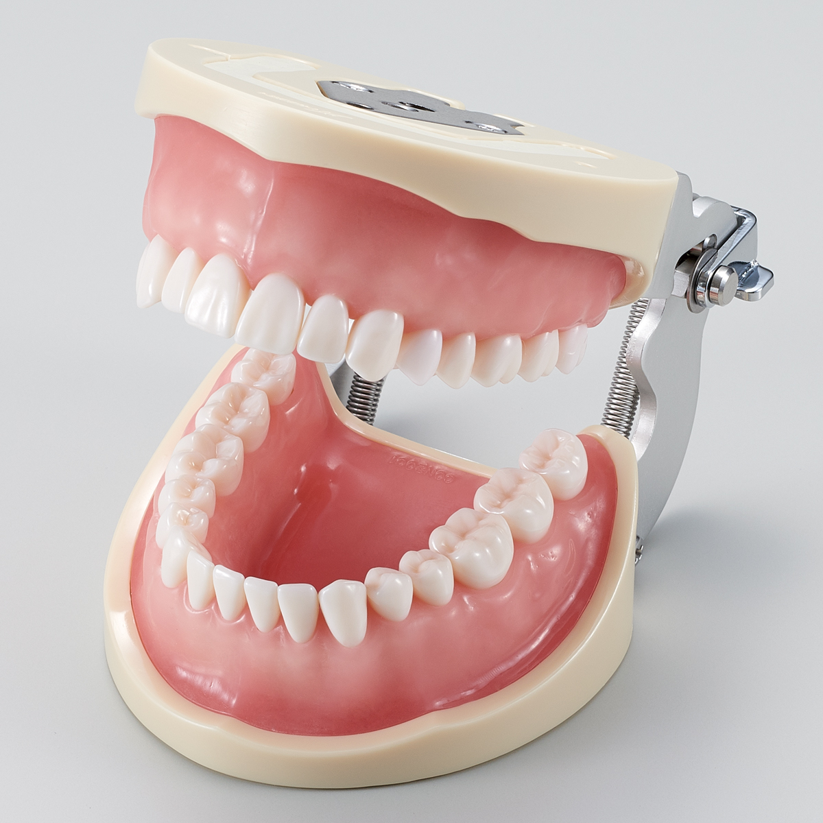 Modelo de Maxilar para Operatoria (32 dientes) [CON2001-UL-UP-FEM-32]