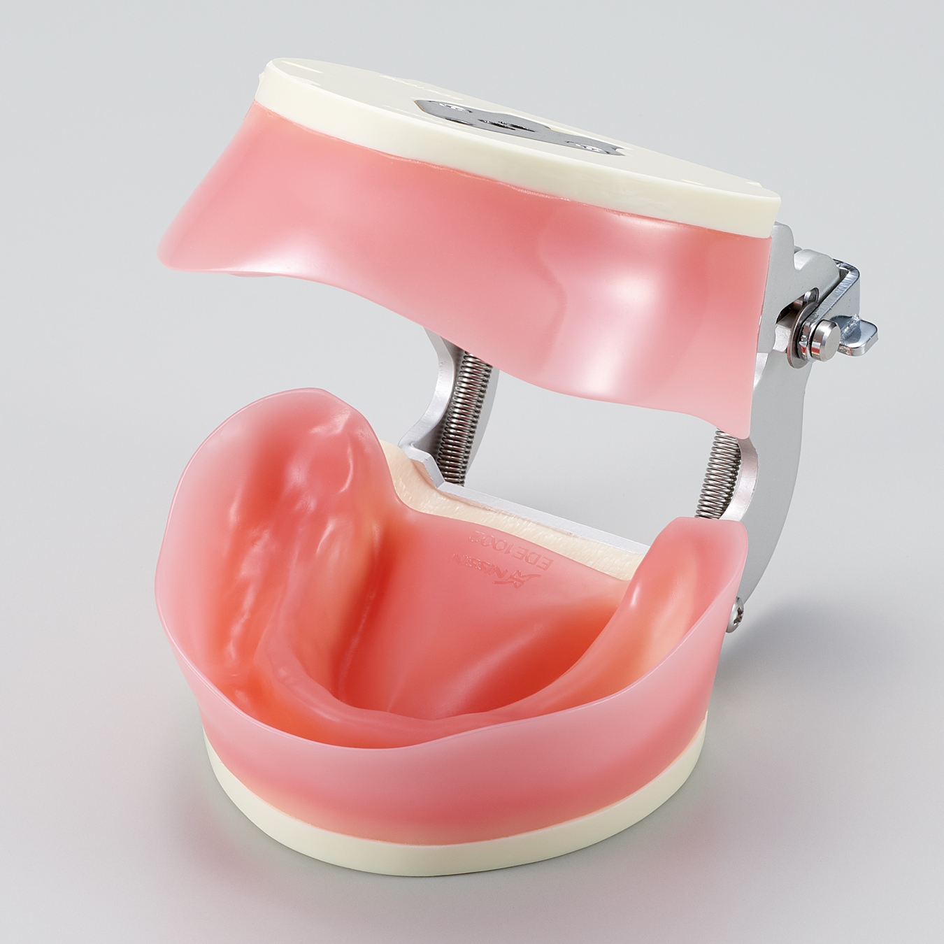 Modelo Edéntulo de Encía Blanda [EDE1002-UL-UP-FEM]