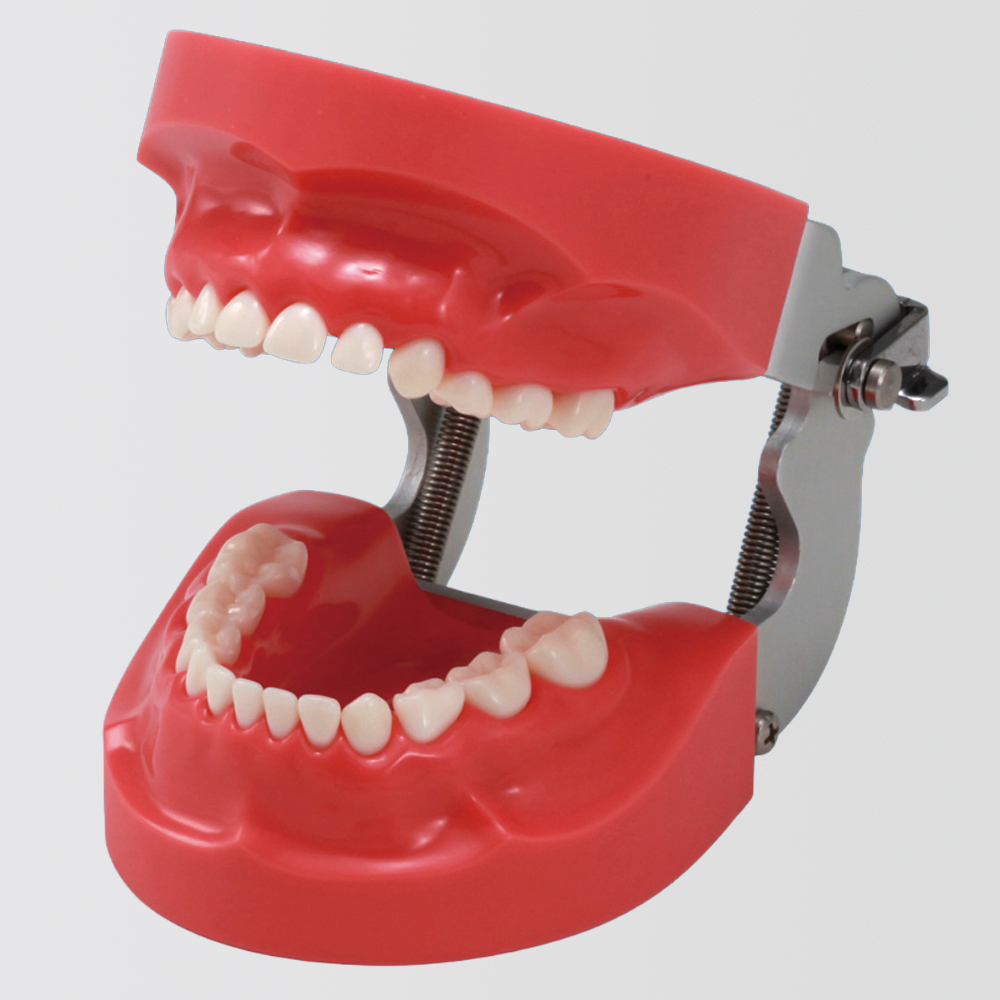 Modelo de Maxilar con Encía Dura (Dentición Mixta) [PDI2001-UL-HD-FEM]