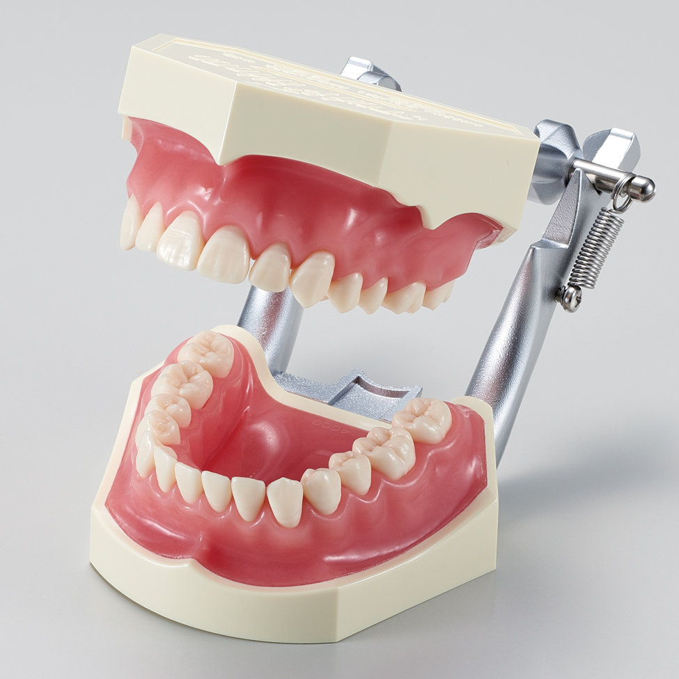 Modelo para Estudio con Dientes Retirables [PE-ANA002] (Encía de Silicona Rosa)