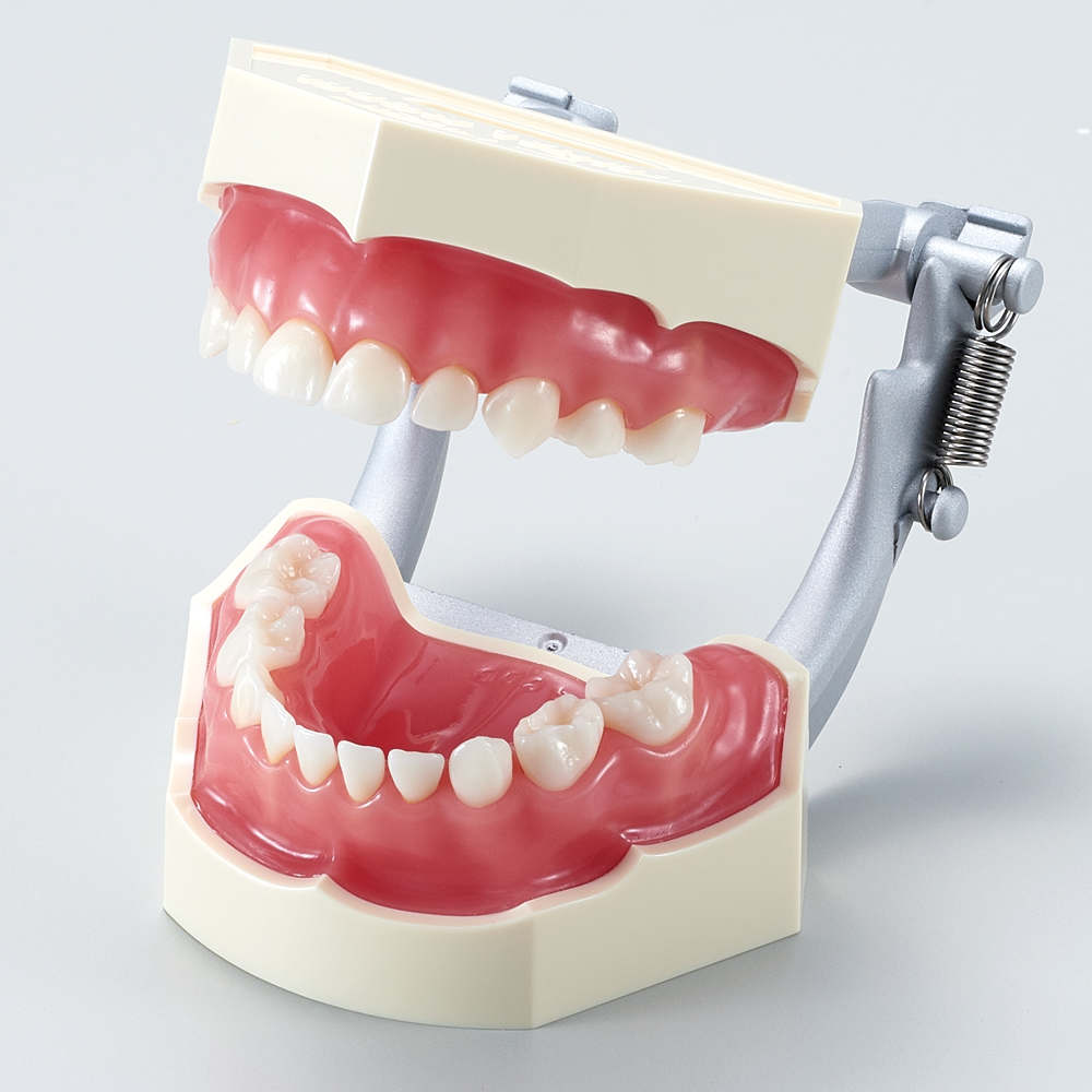 Modelo para Estudio con Dientes Retirables (Primarios) [PE-ANA004] (Encía de Silicona Rosa)