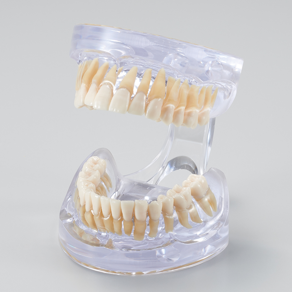 Modelo de Mandíbula Transparente con Dientes [PE-ANA005]