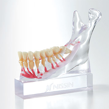 Modelo de Nervio Mandibular [PE-ANA012]