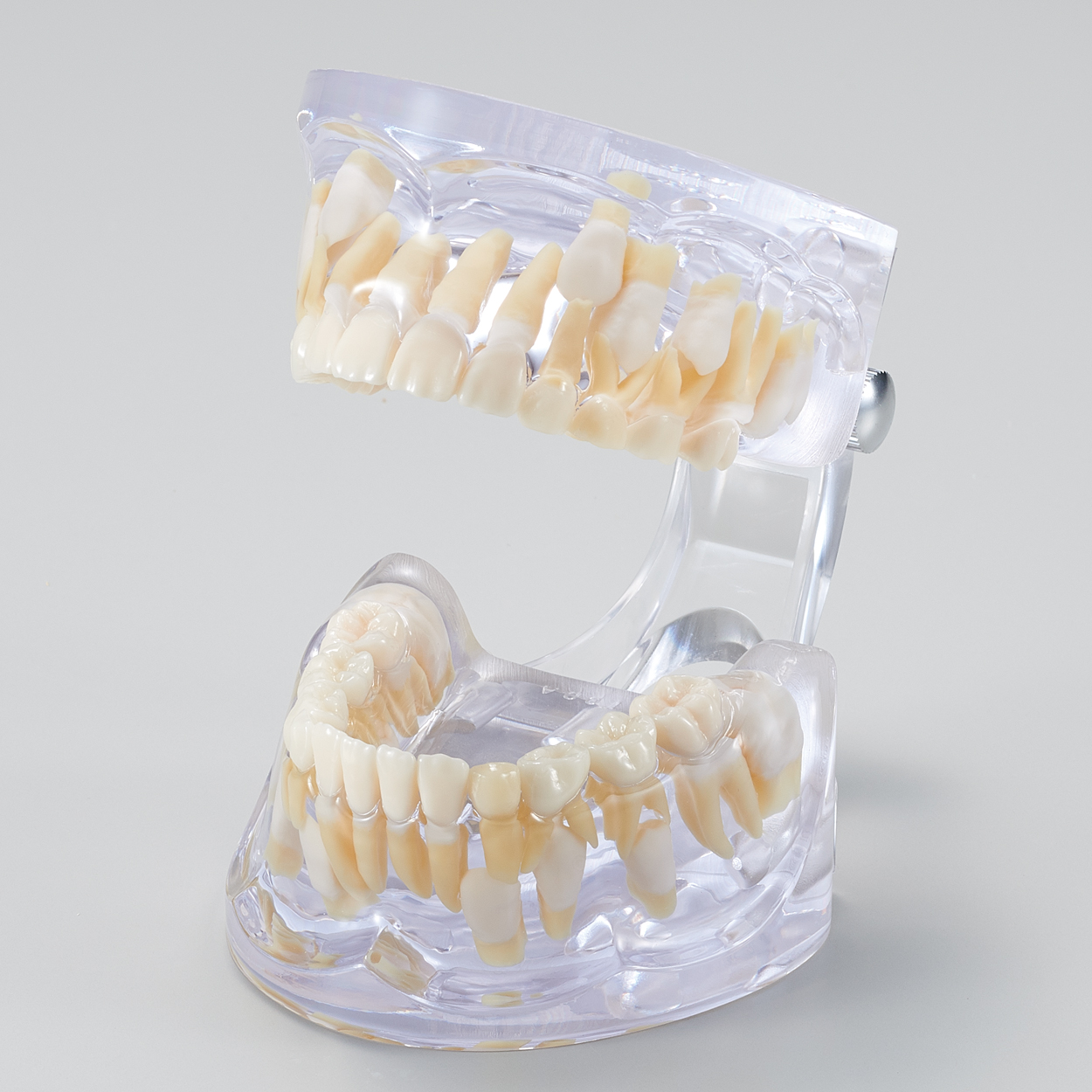 Modelo para Estudio del Desarrollo Dental [PE-PDI002] (Año 9)