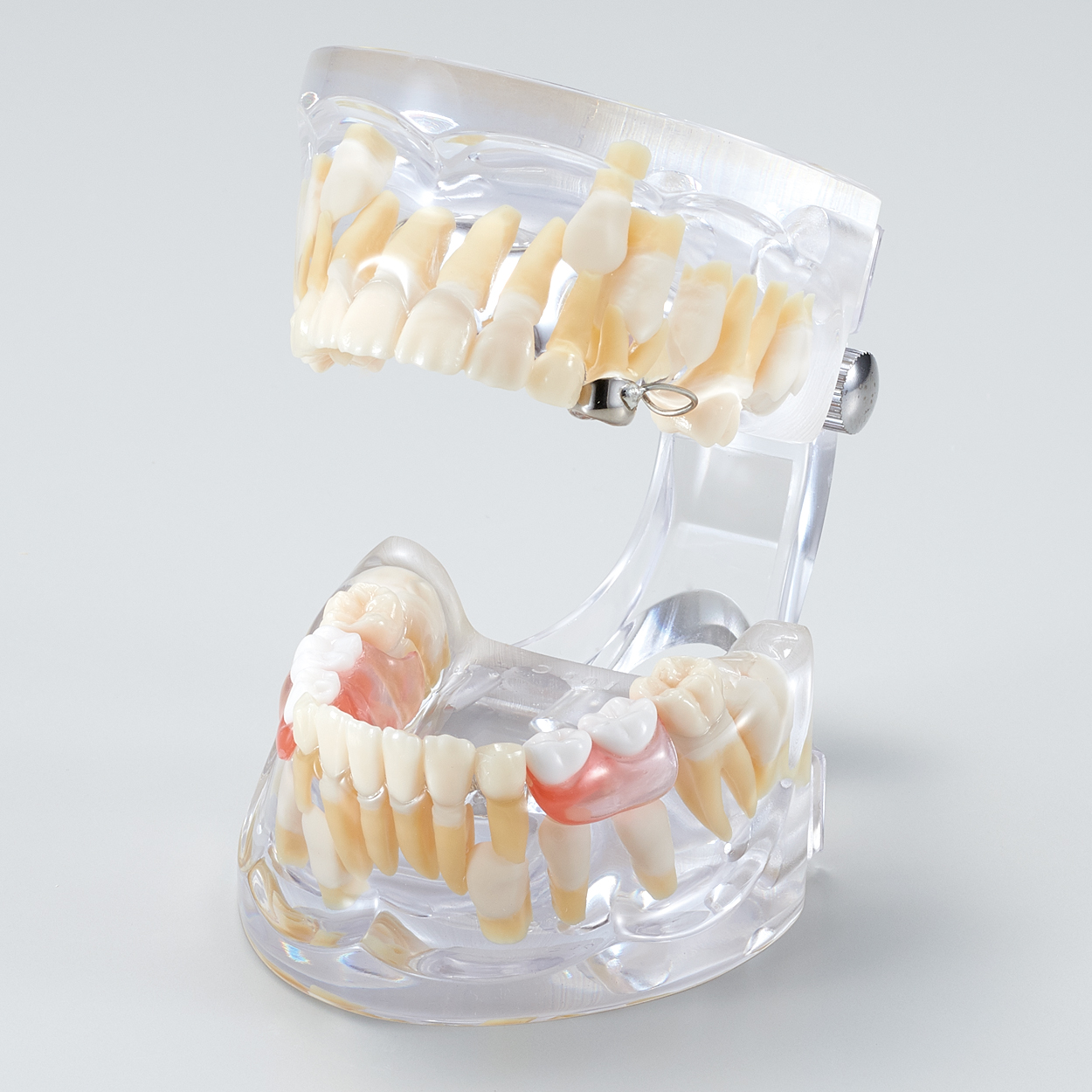 Modelo para Estudio del Desarrollo Dental [PE-PDI003] (Año 12)