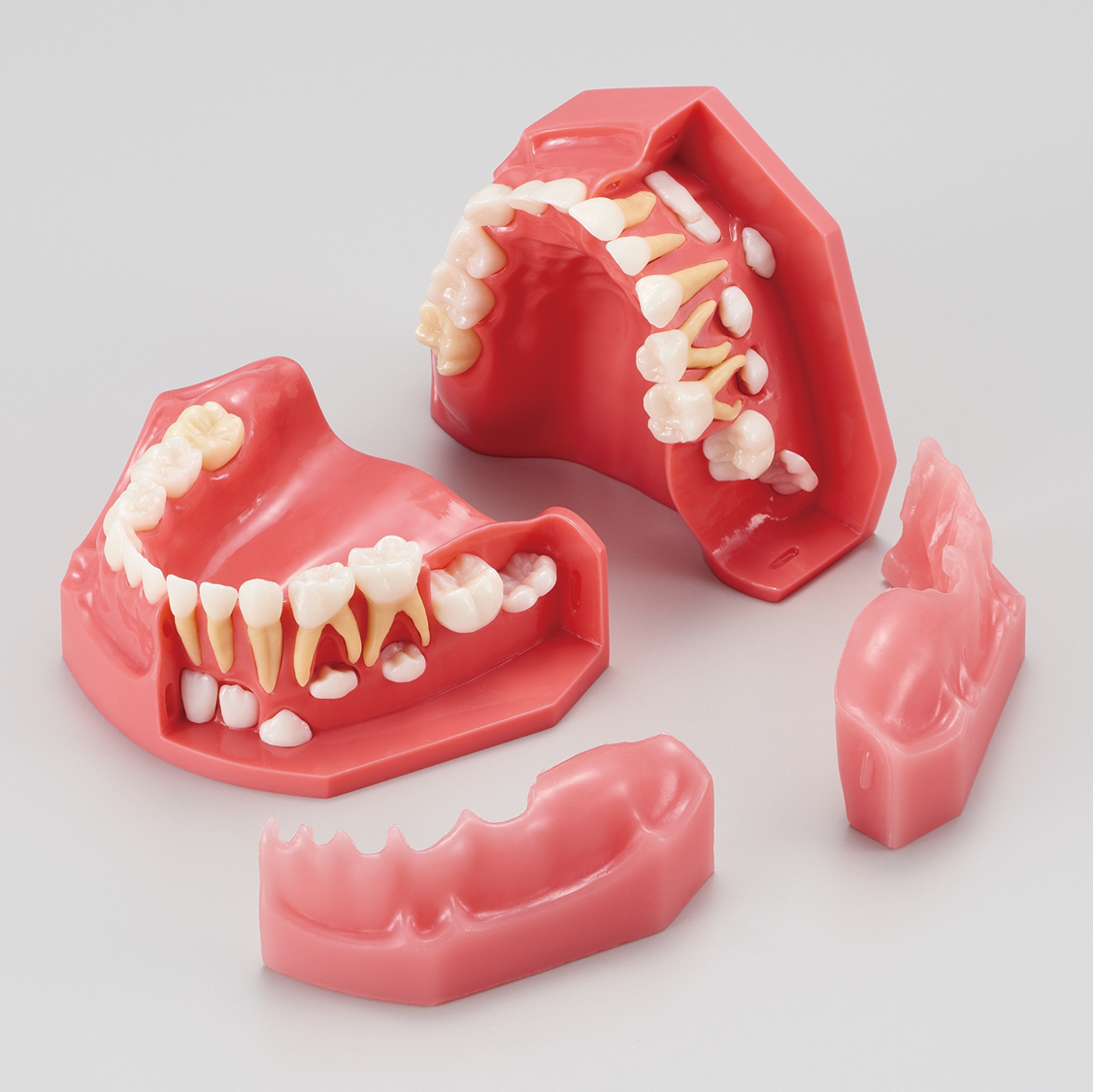 Modelo para Estudio del Desarrollo Dental [PE-PDI004] (Años 3 y 6)