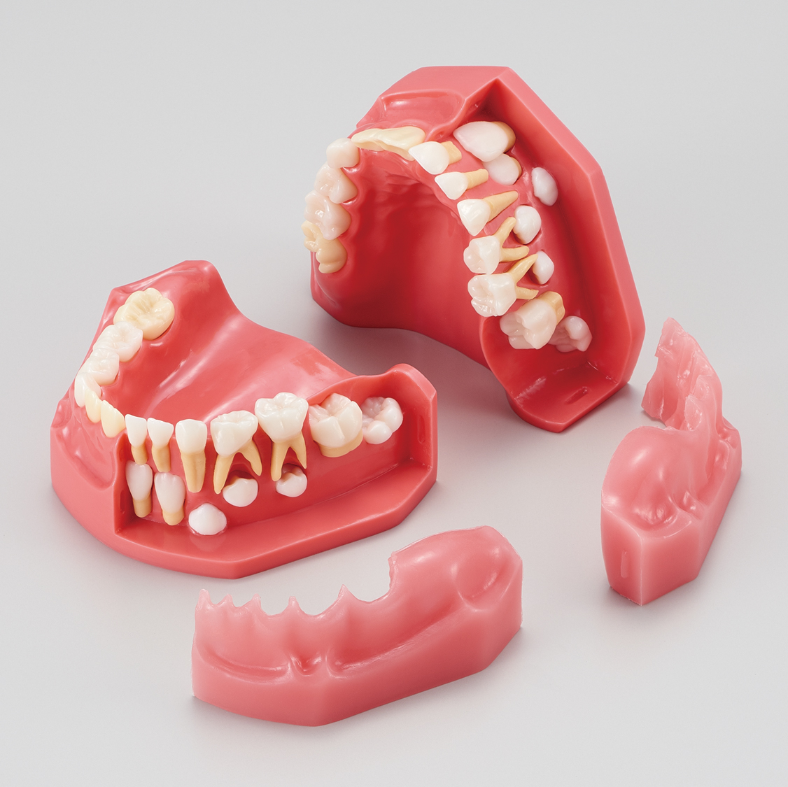 Modelo para Estudio del Desarrollo Dental [PE-PDI005] (Años 5 y 9)