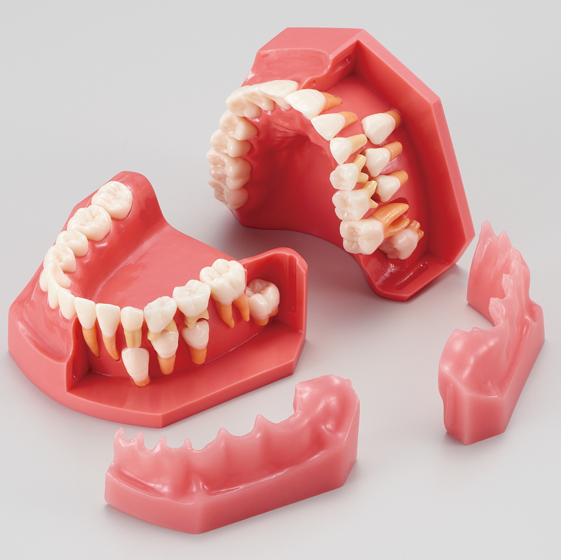 Modelo para Estudio del Desarrollo Dental [PE-PDI006] (Años 9 y 12)