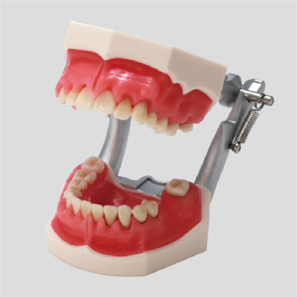 Modelo de Enfermedad Periodontal con movilidad dental [PE-PER003]