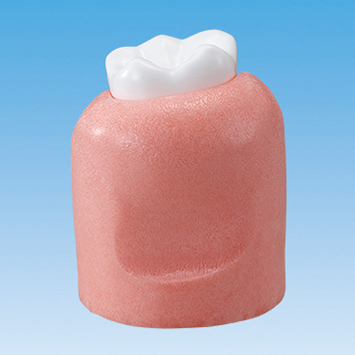 Modelo de Enfermedad Periodontal [PE-PER014]