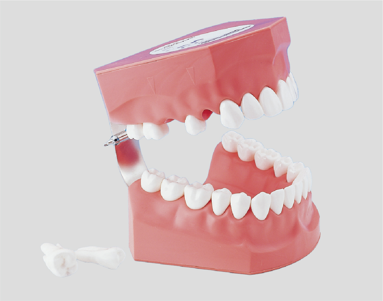 Modelo para Demonstración de Cepillado [PE-STP002](Dentición Permanente)