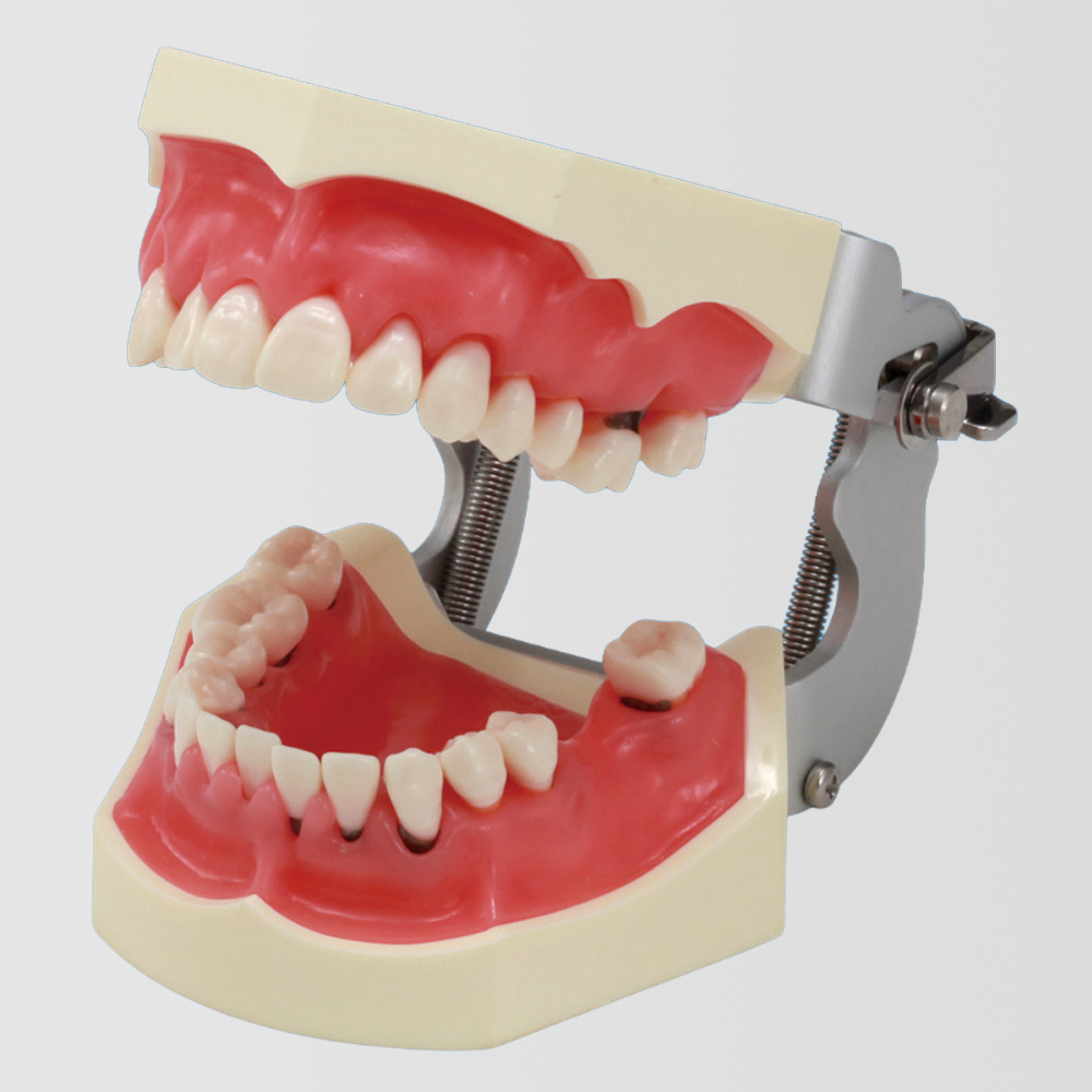 Modelo de Maxilar para Periodoncia [PER2002-UL-SP-FEM-28]